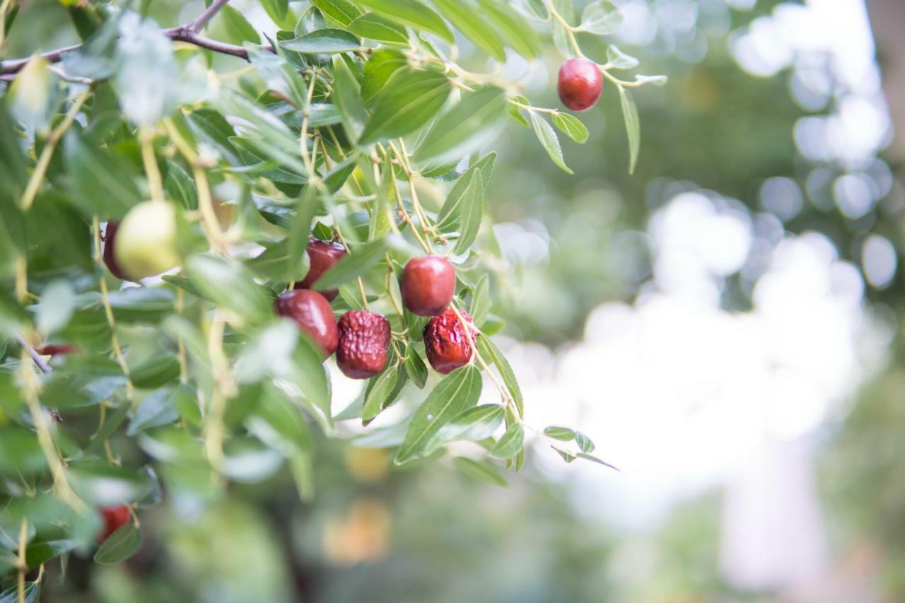 Almond Trees Cottage Divarata Екстериор снимка